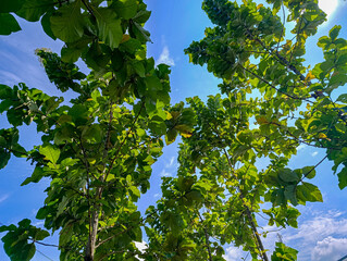 Lush Green Tree Branches Reaching Up to Bright Blue Sky