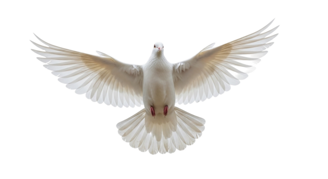 A majestic white dove captured mid-flight with its wings fully extended against a pristine white background.