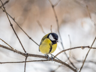 Cute bird Great tit, songbird sitting on a branch without leaves in the autumn or winter.