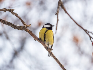 Cute bird Great tit, songbird sitting on a branch without leaves in the autumn or winter.