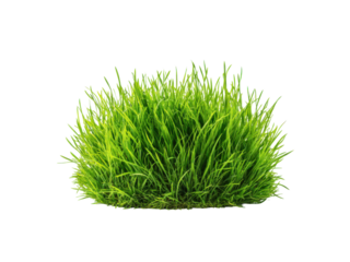 Lush green grass clump isolated on black nature plant, Isolated, Png Transparent Background