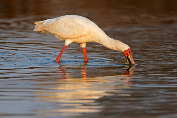 An African spoonbill (Platalea alba) foraging in shallow water Kruger National Park, South Africa