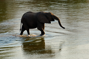 Silhouette of an African elephant (Loxodonta africana) walking in a river, Kruger National Park, South Africa