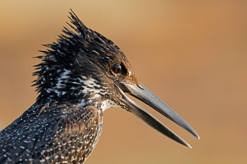 Portrait of an alert giant kingfisher (Megaceryle maxima), Kruger National Park, South Africa