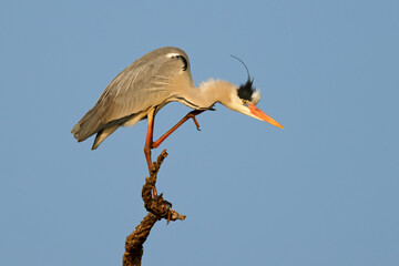 A grey heron (Ardea cinerea) perched on a branch, Kruger National Park, South Africa
