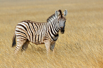 Obraz premium A plains zebra (Equus burchelli) standing in grassland, Etosha National Park, Namibia