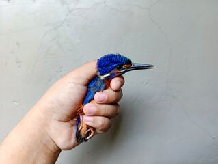 Small Colorful Bird Held Gently in Hand Against Gray Wall