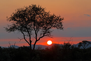 Landscape with a tree silhouetted against an red sky at sunrise, Madikwe game reserve, South Africa