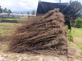 Large heap of dried brown plant stalks and organic agricultural debris. Pile of harvested plant remnants covered with a black plastic sheet. Rustic farm waste or composting material 