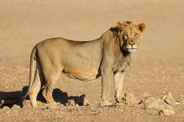 Young male African lion (Panthera leo) standing in natural habitat, Kalahari desert, South Africa