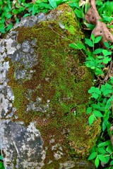 Fresh leaves growing on textured, moss-laden stone in Periyar National Park, Thekkady, Kerala, capturing the subtle details of untouched rainforest nature