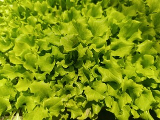 Vivid close-up of fresh, curly, lime-green lettuce leaves. Detailed texture of healthy organic salad greens under sunlight. Abstract pattern of vibrant leafy vegetable produce.