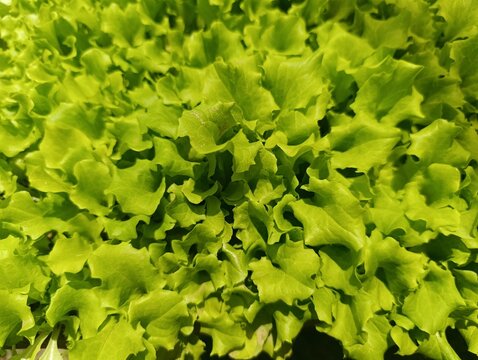 Vivid close-up of fresh, curly, lime-green lettuce leaves. Detailed texture of healthy organic salad greens under sunlight. Abstract pattern of vibrant leafy vegetable produce.
