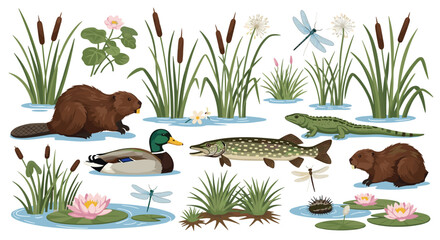 A vibrant illustration of a freshwater wetland ecosystem, showcasing diverse animals like beavers, a duck, fish, a reptile, and various aquatic plants.
