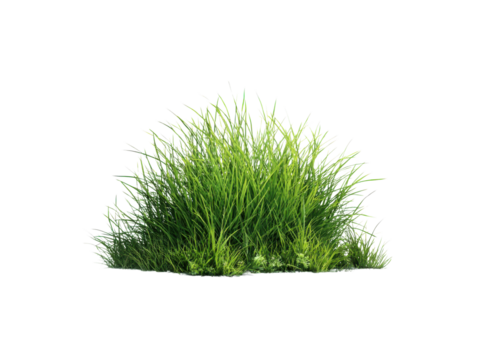 Lush green grass clump with sharp blades and vibrant color nature, Isolated, Png Transparent Background