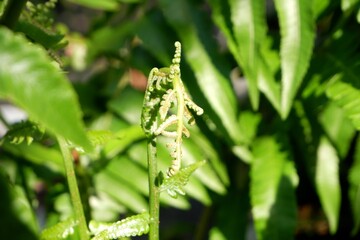 Paco Fern (Vegetable Fern) – Fresh Edible Green Shoots