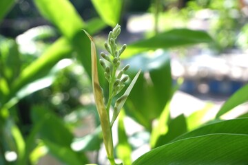 Close-Up of Galangal Inflorescence – Exotic Tropical Plant