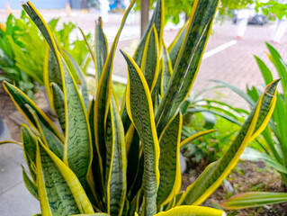Green Snake Plant with Yellow Edges Growing Outdoors in Natural Light