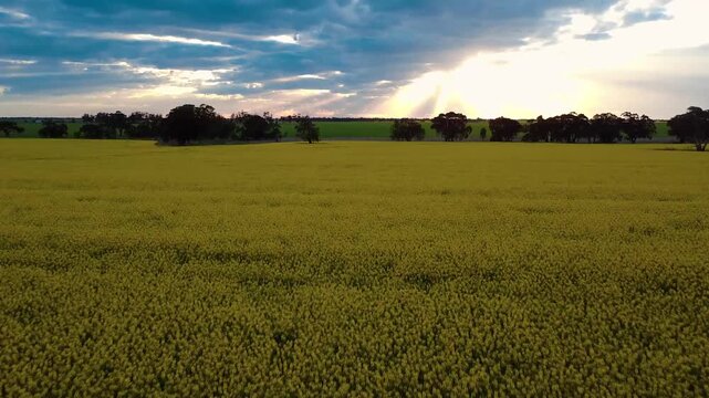 Golden Rays over Yellow Canola Field, Aerial Rise Up.