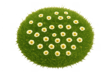 Green grass sphere with white daisies on transparent background representing nature, spring, and environmental concepts