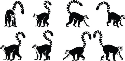 Naklejka premium Ring-tailed lemur illustrations collection with black and white striped tail, Madagascar primate animal icons vector set, wildlife graphics.