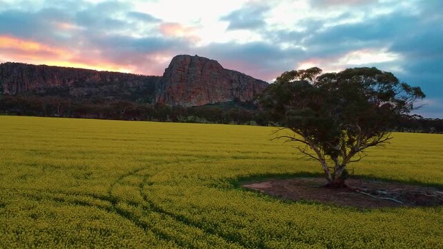Aerial Tracking Shot of Tree in Yellow Canola Field as birds swoop pased camera. Massive Cliff Face Illuminated by Sunset in Background. 