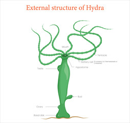 Detailed diagram of external anatomy of hydra for scientific study and classroom learning