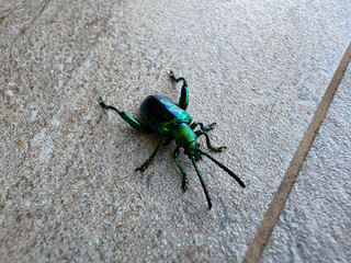 Sagra buqueti on a tiled floor