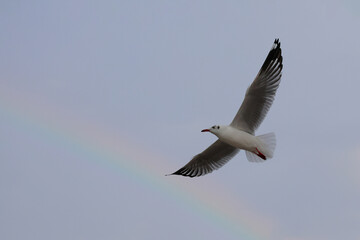 Seagull flying across a rainbow in the sky.
