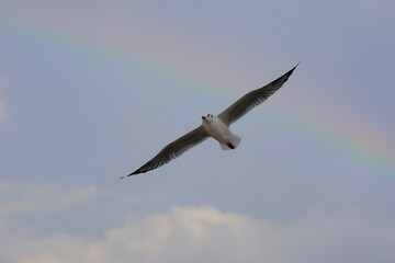 Seagull flying across a rainbow in the sky.