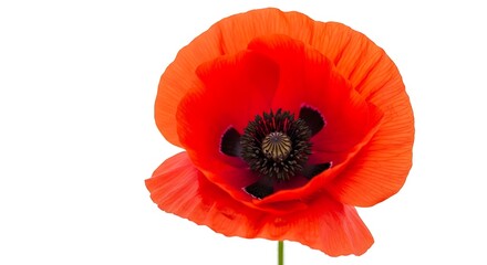 Obraz premium Vivid red poppy flower with a delicate petal texture close up