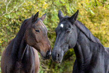 Obraz premium Brown and black warmblood geldings standing together outdoors with natural light and soft autumn foliage in the background