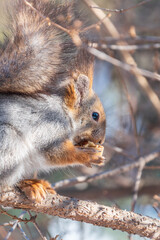 The squirrel with nut sits on tree in the winter or late autumn