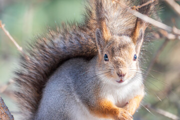 The squirrel sits on a branches without leaves in the winter or autumn