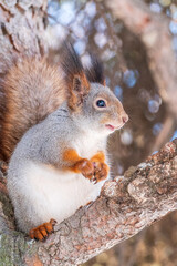 The squirrel with nut sits on tree in the winter or late autumn