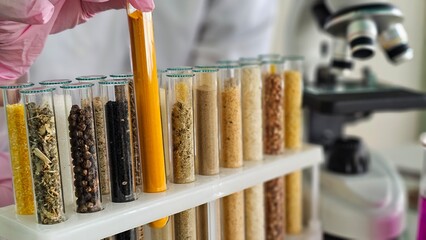 Test tubes containing various grains for developing GMO products in a biochemistry lab. Genetic engineering and selection as a scientific