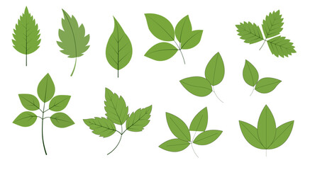 Green Leaf Vector Collection — Botanical Foliage Set for Nature Design