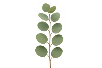 Eucalyptus branch with rounded green leaves on a stem, transparent background, natural rustic botanical element