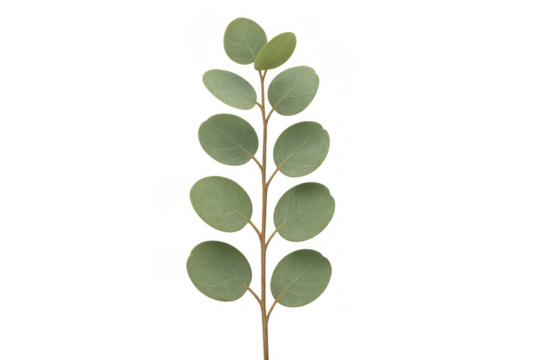 Eucalyptus branch with rounded green leaves on a stem, transparent background, natural rustic botanical element