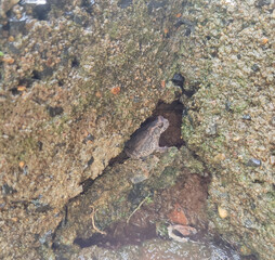 red rock climber