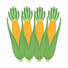 Four fresh corn cobs with green husks, agriculture harvest design