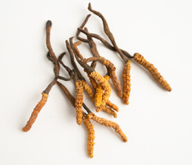 Cordyceps sinensis or Ophiocordyceps sinensis isolated on white background, mushroom herb treatment medicine.