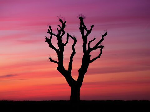 Silhouette of a bare tree against a vibrant sunset sky