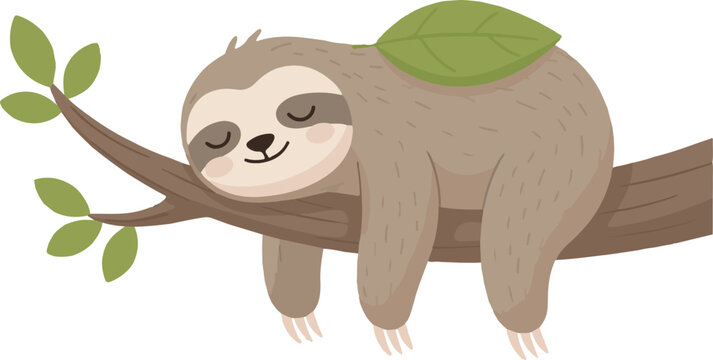 Sloth Sleeping on a Branch 