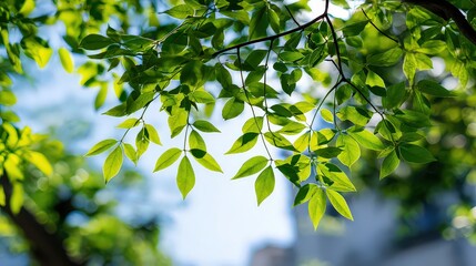 Sunlit Green Leaves against Soft Blue Sky Creates a Peaceful Natural Background with Blurred Building Below in Gentle Sunlight