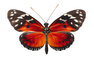 Striking butterfly with orange and red wings isolated on transparent background