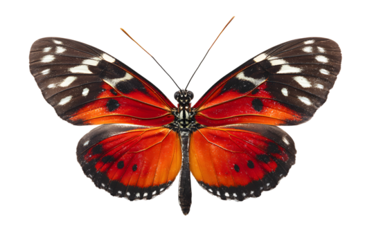 Striking butterfly with orange and red wings isolated on transparent background