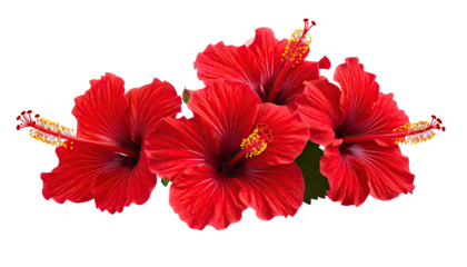 Four vivid red hibiscus flowers with detailed pistils on black