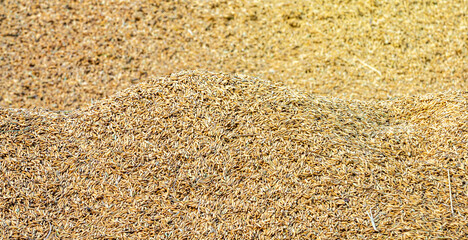 Rice Grain Pile Harvest Crop Agriculture Scene, Close-up pile of freshly harvested rice grain showing natural texture, agricultural production, and crop processing at a farm