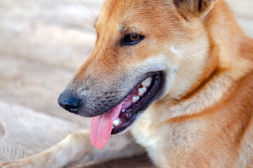 Brown dog smiling, showing its friendly and cute expression. Ideal for pet related designs and warm, positive themes, close-up